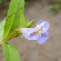 Bonnaya antipoda (L.) Druce